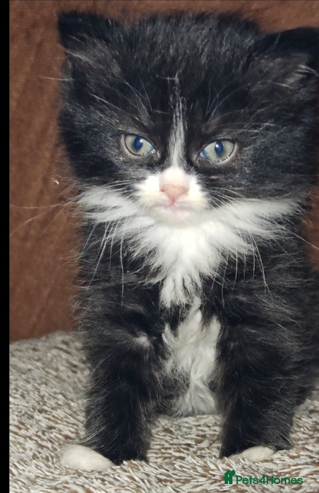 Mixed Breed cats for sale: Adorable half persian Kittens for Sale🐾 - Advert 5