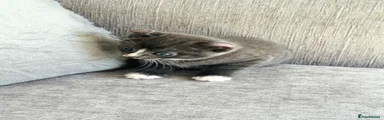 Charcoal Female - Rare Colour 