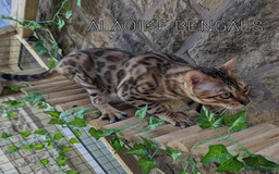 Bengal cats for sale: 🖤🤎🧡🤍Bengal sisters🤍🧡🤎🖤 - Image 2