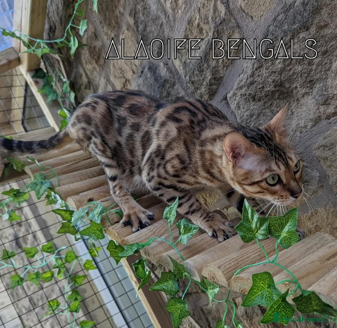 Bengal cats for sale: 🖤🤎🧡🤍Bengal sisters🤍🧡🤎🖤 - Image 2