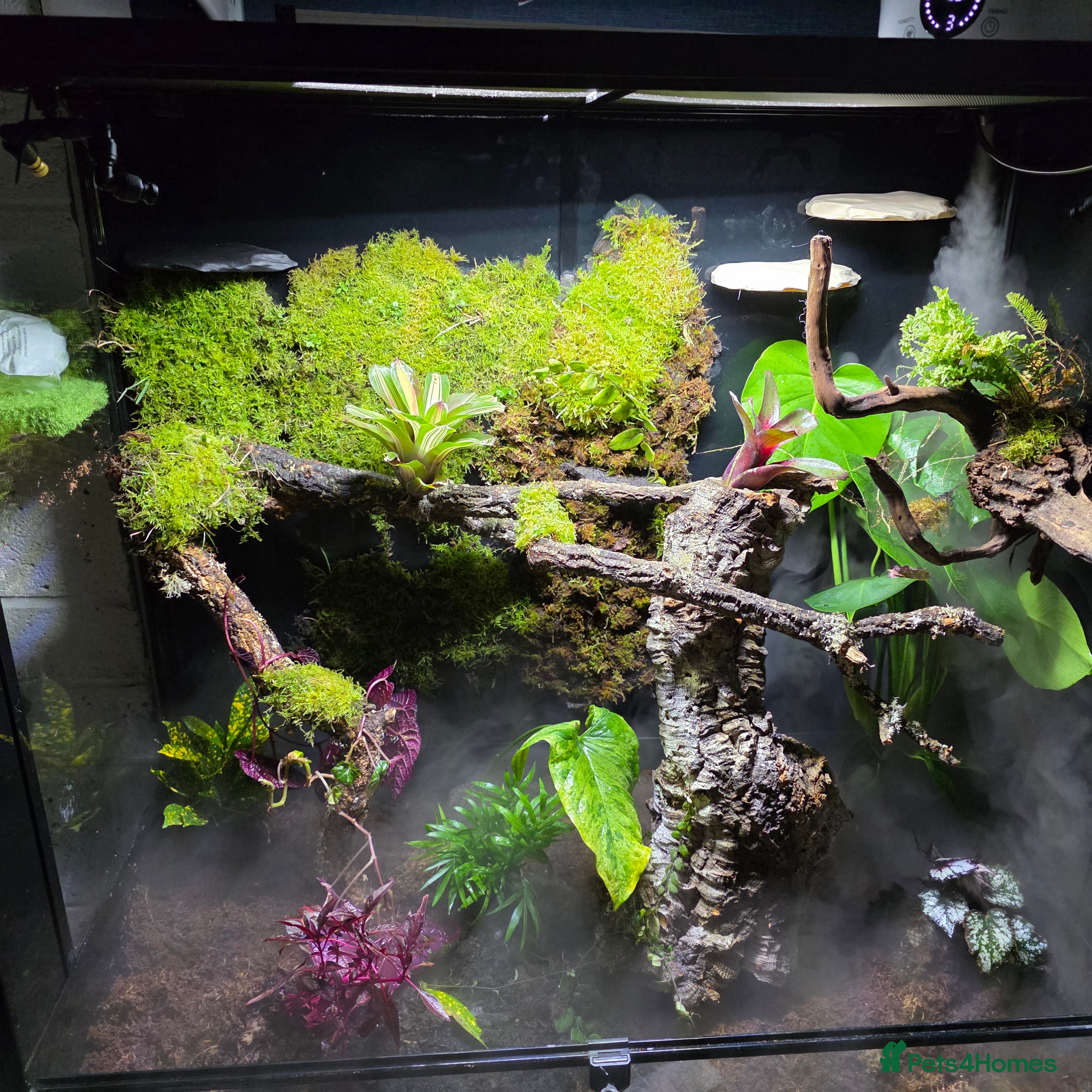 Frog reptiles Super Large Dart Frog Vivarium Setup – £520  - Advert 1
