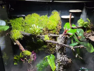 Frog reptiles Super Large Dart Frog Vivarium Setup – £520 - Advert 1