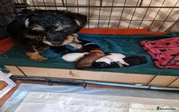 Mixed Breed dogs for sale: Pups for new homes - Image 5