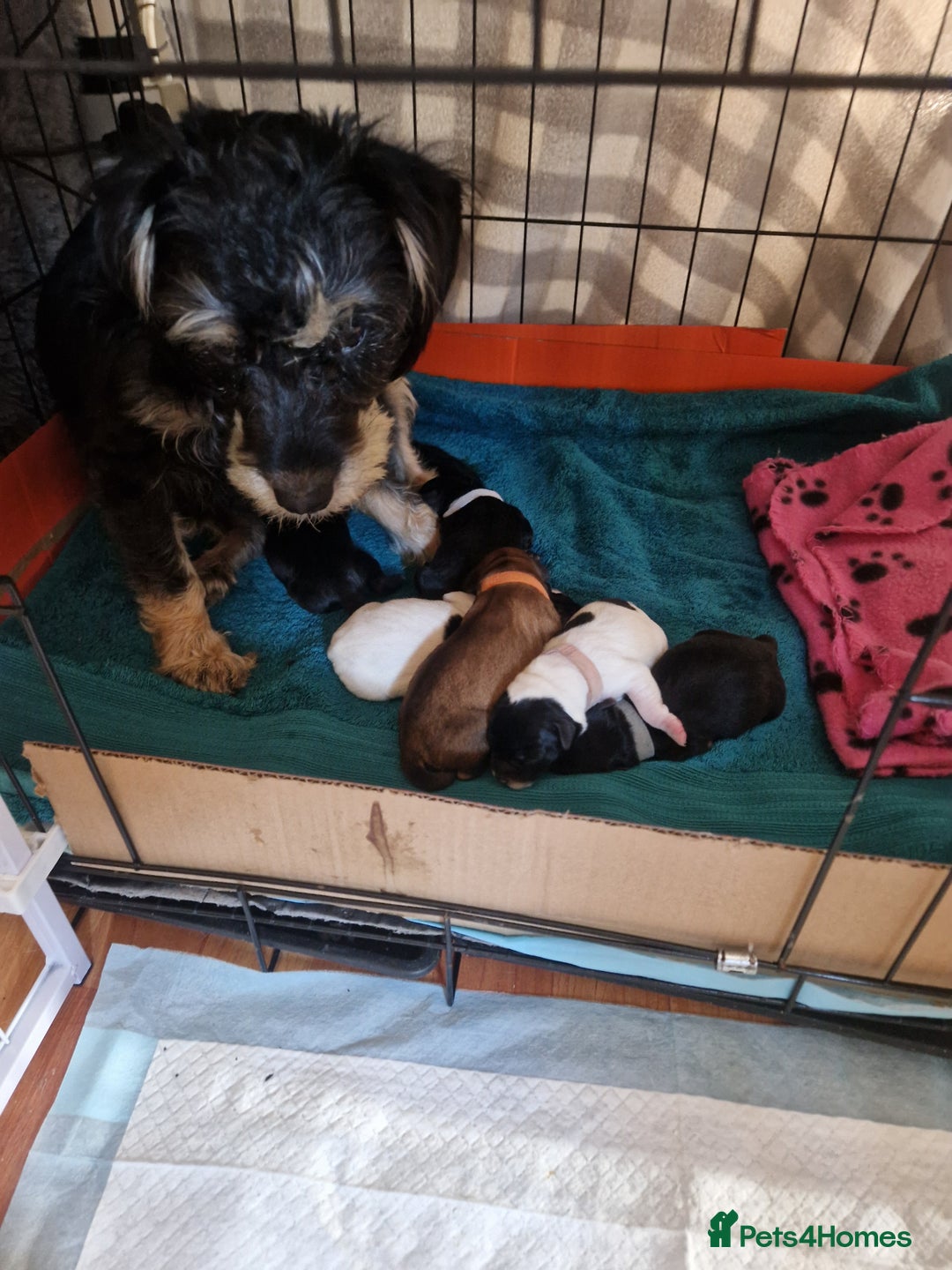 Mixed Breed dogs for sale: Pups for new homes - Image 5