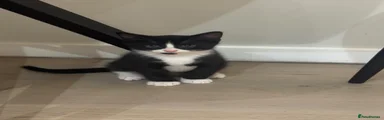 Domestic Shorthair Kitten 2