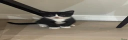 Domestic Shorthair cats for sale: Kittens for sale in Dunstable - Advert 3
