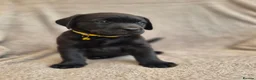 Labrador Retriever dogs for sale: Quality Chunky KC reg pups - Health Tested Parents - Advert 5