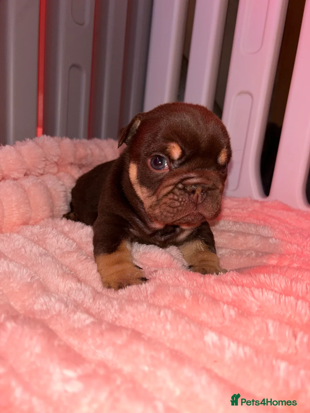 English Bulldog dogs for sale: Darla x Kobe litter of 5 - Advert 3