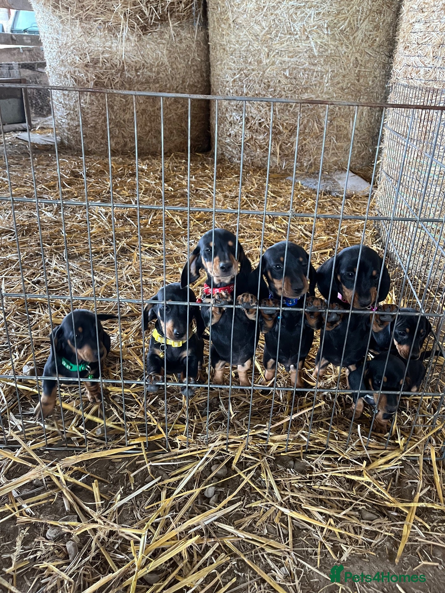 Miniature Dachshund dogs *Ready Now* Dachshund Puppies - Advert 7