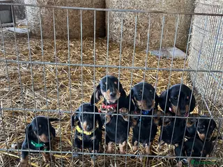 Miniature Dachshund dogs *Ready Now* Dachshund Puppies - Advert 6