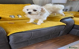 Maltipoo dogs for sale: Tiny Maltipoo Puppies - Image 23