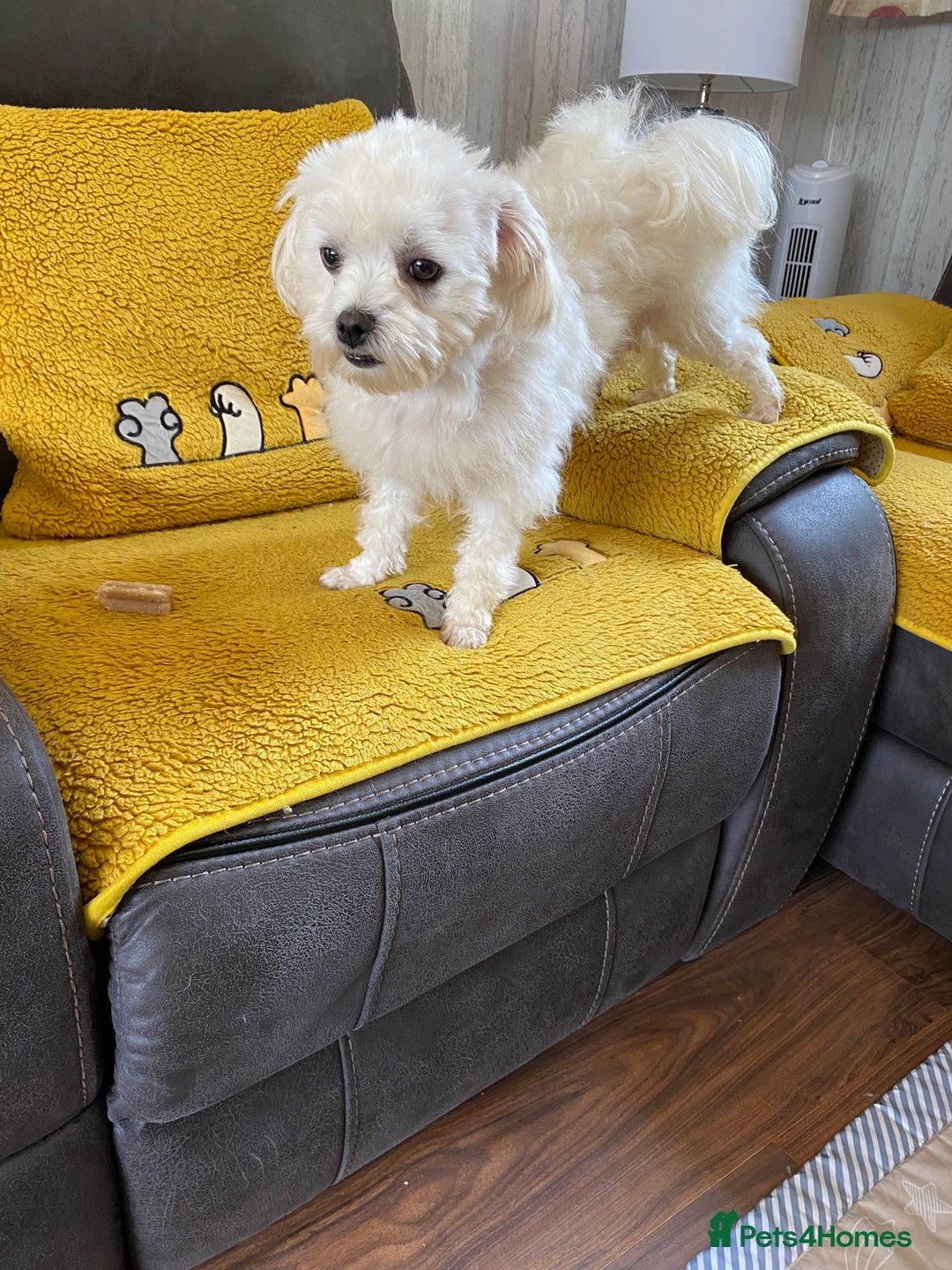 Maltipoo dogs for sale: Tiny Maltipoo Puppies - Image 23