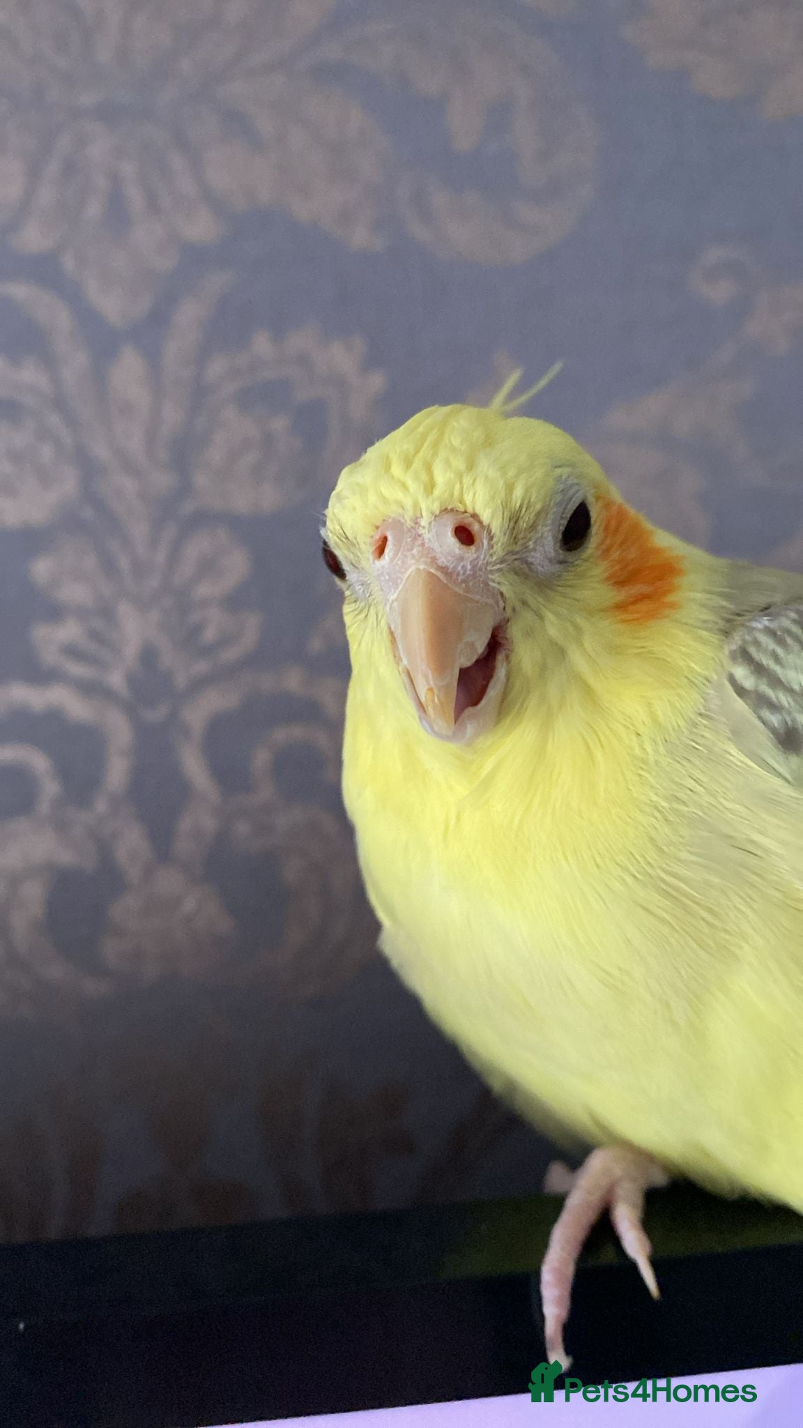 Cockatiels birds Cockatiel for rehoming - Advert 1
