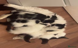 Mixed Breed cats for sale: For sale 3 female kittens and 1 older male kitten - Image 6