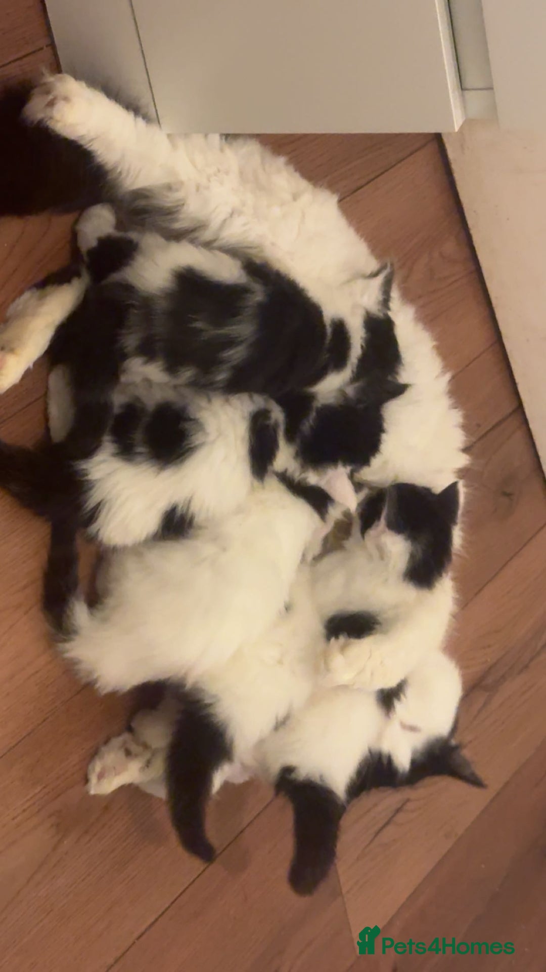 Mixed Breed cats for sale: For sale 3 female kittens and 1 older male kitten - Image 6
