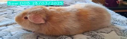 Guinea Pig rodents for sale: Sow and boar Pure Teddy Guinea pigs  - Advert 1