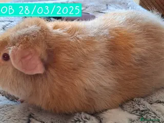 Guinea Pig rodents Sow and boar Pure Teddy Guinea pigs - Advert 1