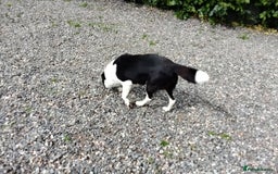 Border Collie dogs for sale: Border Collie Pups  - Image 13