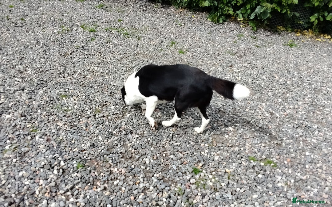 Border Collie dogs for sale: Border Collie Pups  - Image 13