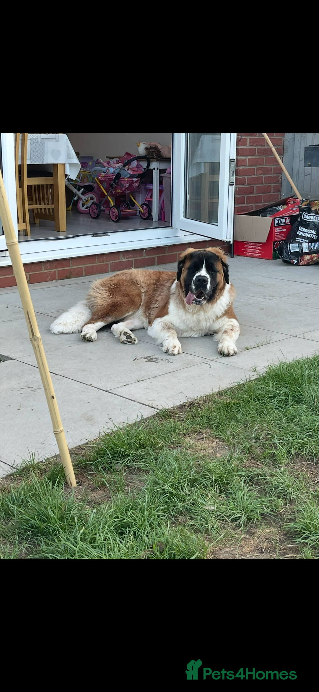 Saint Bernard dogs for sale: Saint Bernard female for rehoming - Advert 6