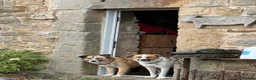 Mixed Breed dogs for adoption: 💜🐾 Shelby isn't asking for much.  in Newcastle upon Tyne - Advert 3