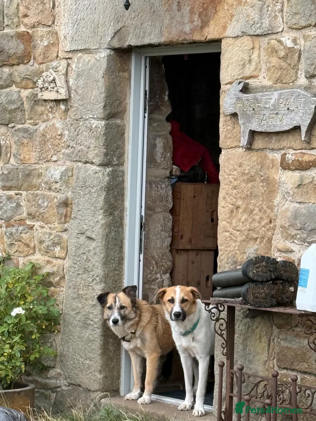 Mixed Breed dogs for adoption: 💜🐾 Shelby isn't asking for much.  in Newcastle upon Tyne - Advert 3