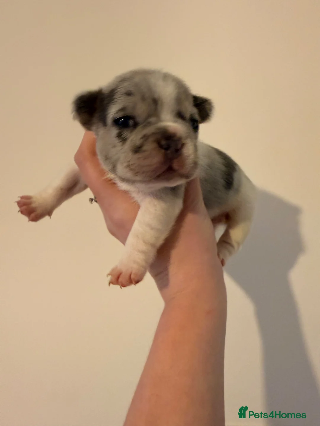 French Bulldog dogs for sale: 🌟Exceptional KC Reg French Bulldog Puppies🌟 - Advert 2