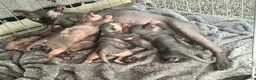 Sphynx cats for sale: Adorable sphinx kittens - Advert 8
