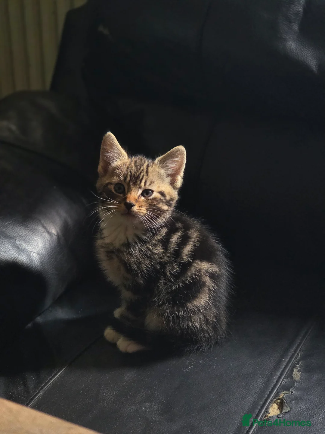 Mixed Breed cats for sale: Kittens ready NOW,  1 girl left - Advert 2
