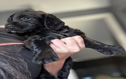 Cocker Spaniel dogs for sale: 3 Working Cocker Spaniel Dogs  - Image 9