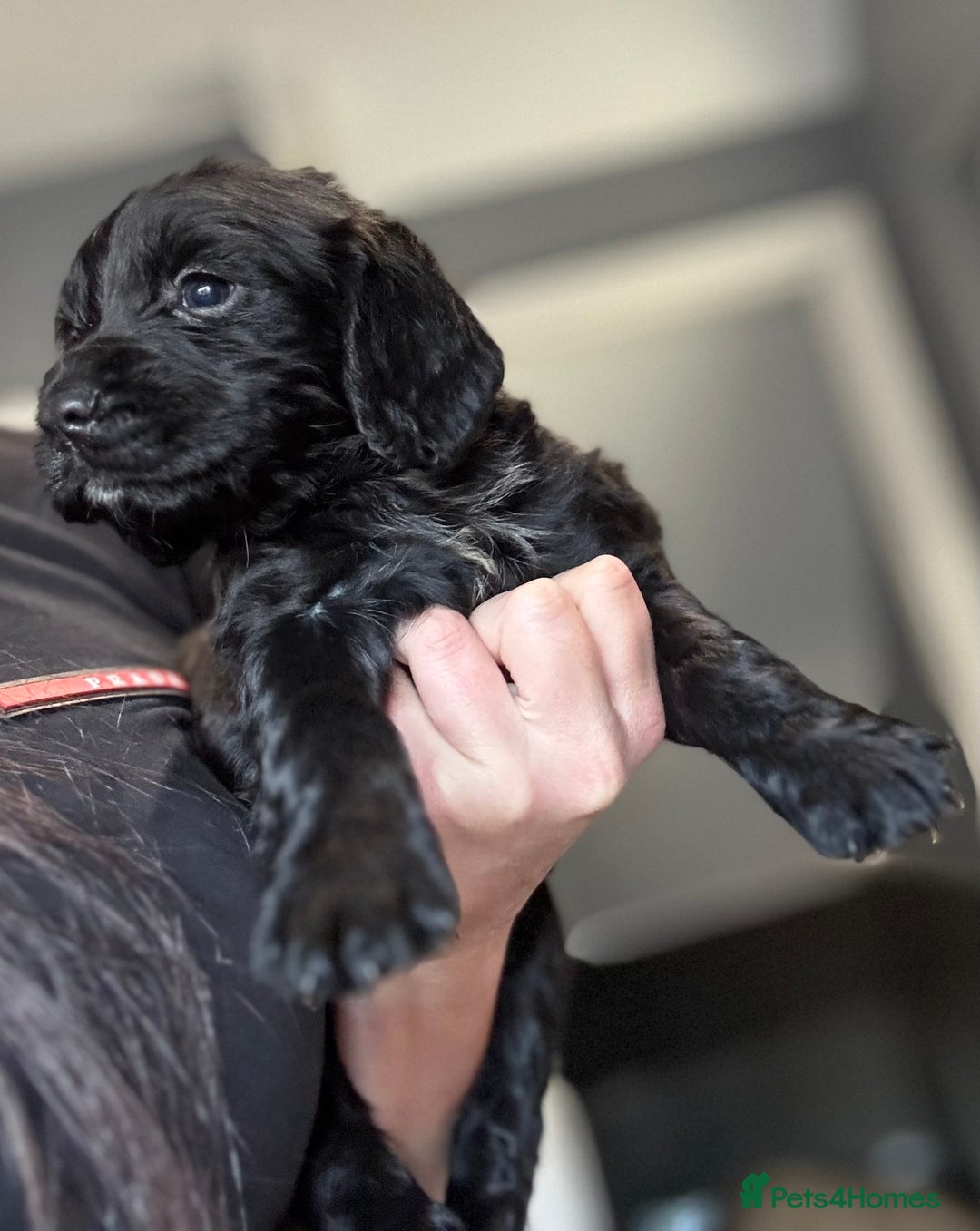 Cocker Spaniel dogs for sale: 3 Working Cocker Spaniel Dogs  - Image 9