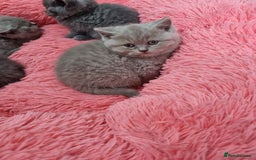 British Shorthair cats for sale: British shorthair kittens lilac/blue - Image 33
