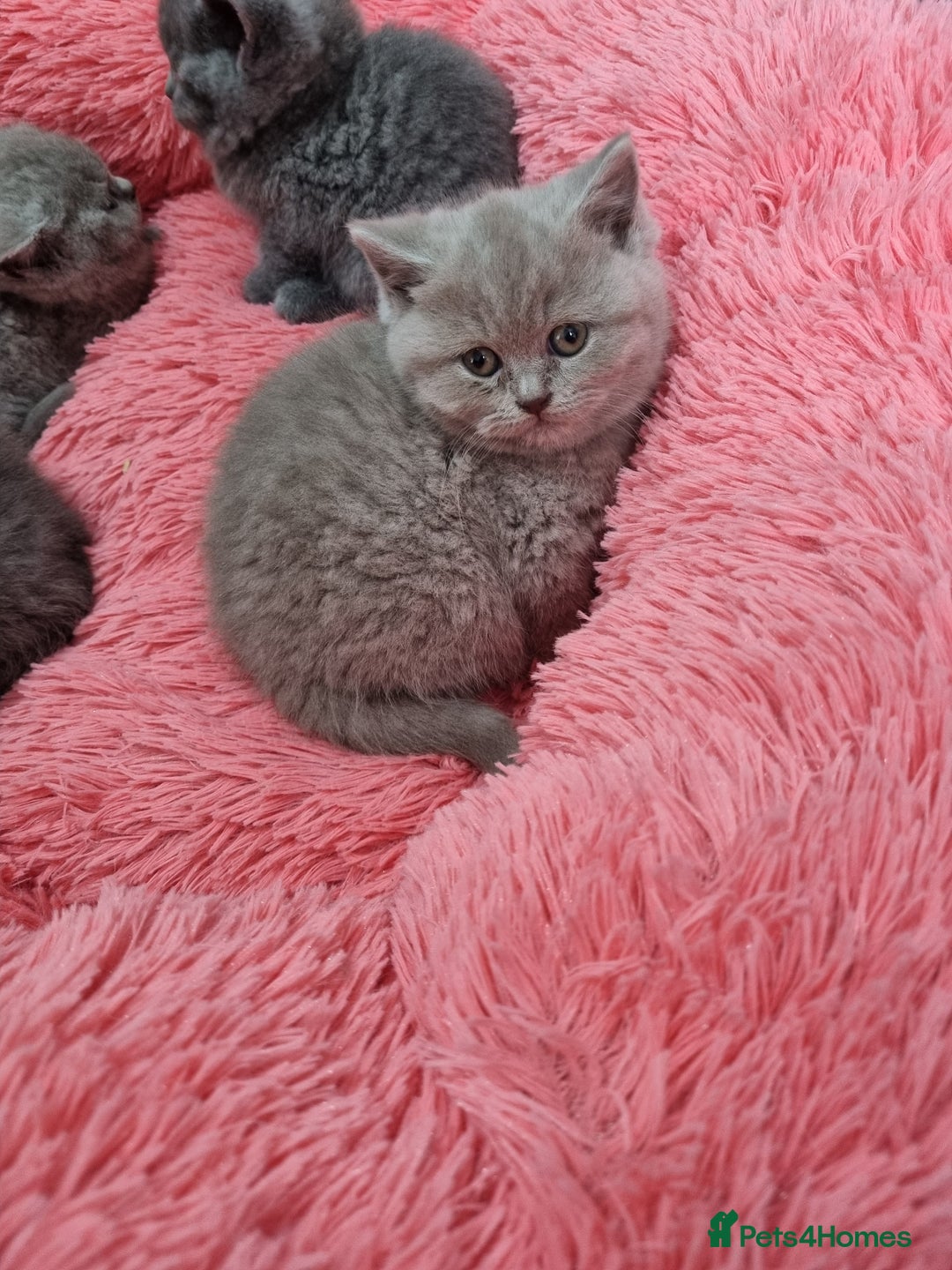 British Shorthair cats for sale: British shorthair kittens lilac/blue - Image 33