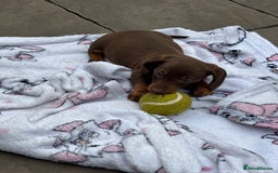 Miniature Dachshund dogs for sale: Mini dachshund smooth 1 choc&tan boy available  - Image 33