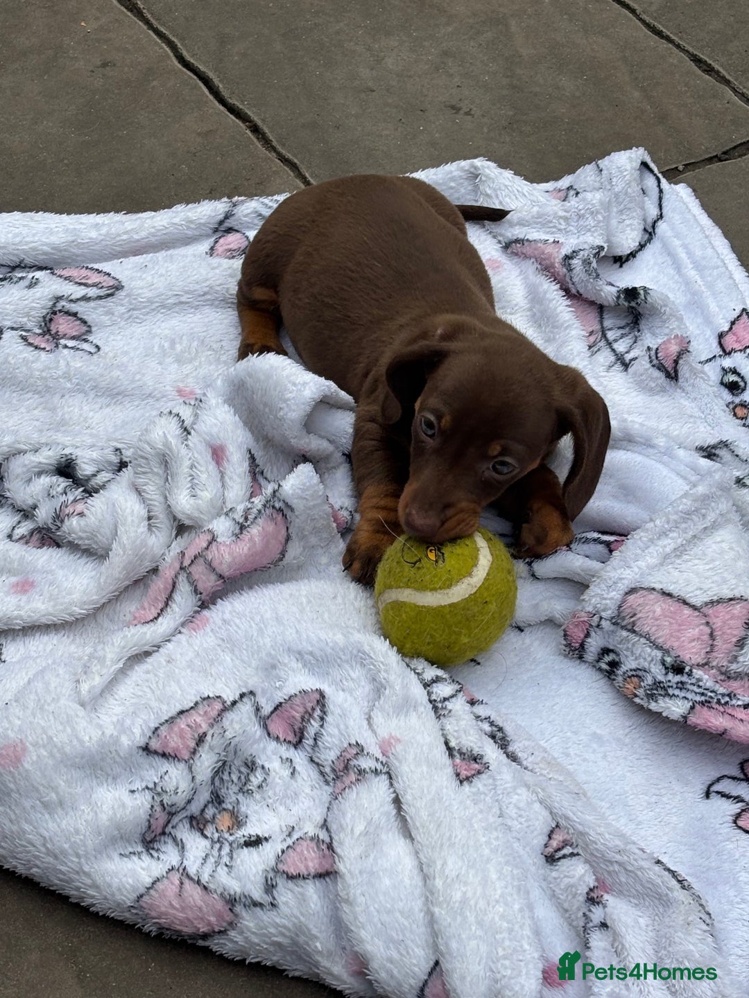 Miniature Dachshund dogs for sale: Mini dachshund smooth 1 choc&tan boy available  - Image 33