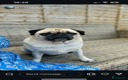 Pug dogs for sale: Chug and pug  - Image 12