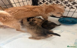 Mixed Breed dogs for sale: Fluffy Frenchie x Jackapoo  - Image 2