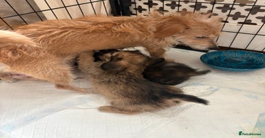 Mixed Breed dogs - Advert 5