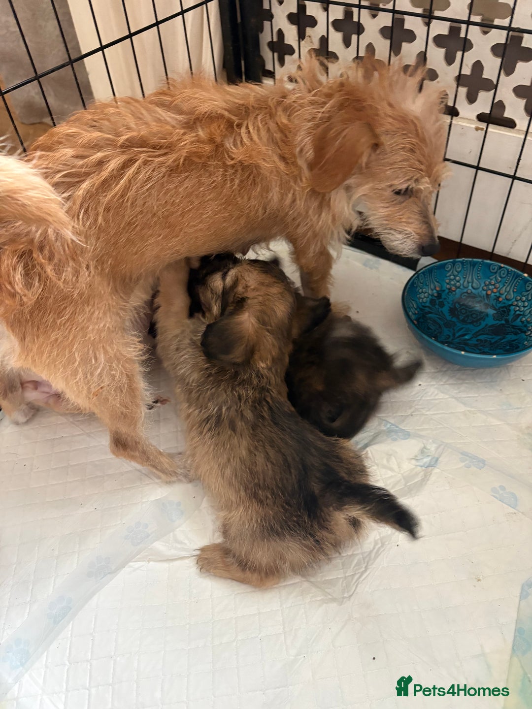 Mixed Breed dogs for sale: Fluffy Frenchie x Jackapoo  - Image 2