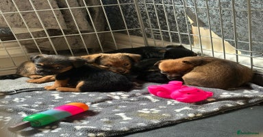 Mixed Breed dogs - Advert 16