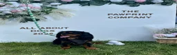Cavalier King Charles Spaniel dogs for stud: KC BCA Clear Health Tested Black & Tan CKCS Stud - Advert 4