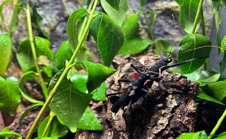Stick Insects invertebrates - Advert 16