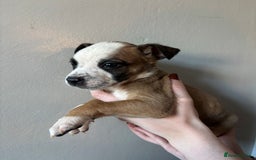 Mixed Breed dogs for sale: BEAUTIFUL BULL HERDERS (American Bulldog X Mali) - Image 15