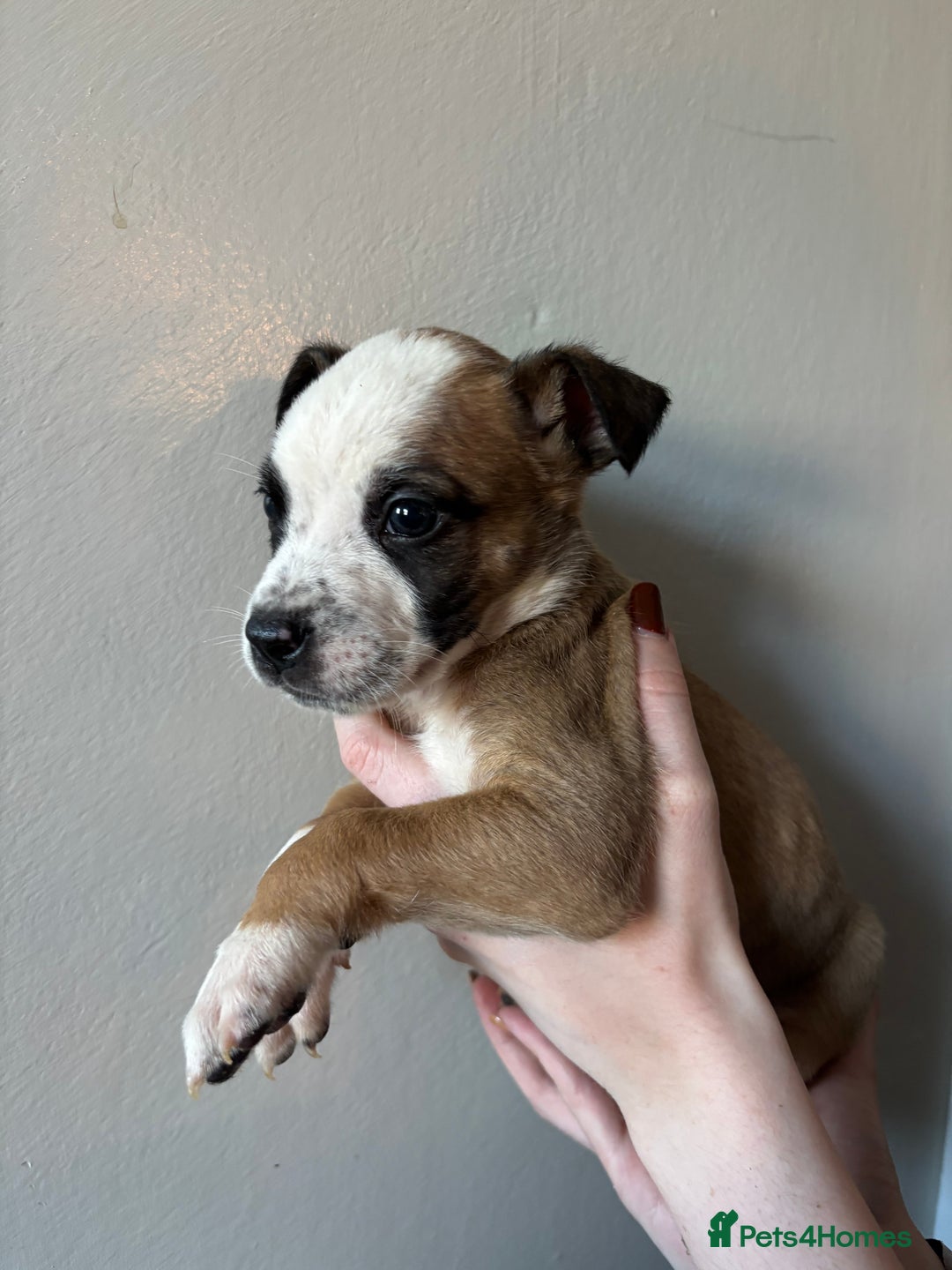 Mixed Breed dogs for sale: BEAUTIFUL BULL HERDERS (American Bulldog X Mali) - Image 15