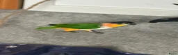 Parrots birds for sale: Beautiful caique breeding pair - Advert 3