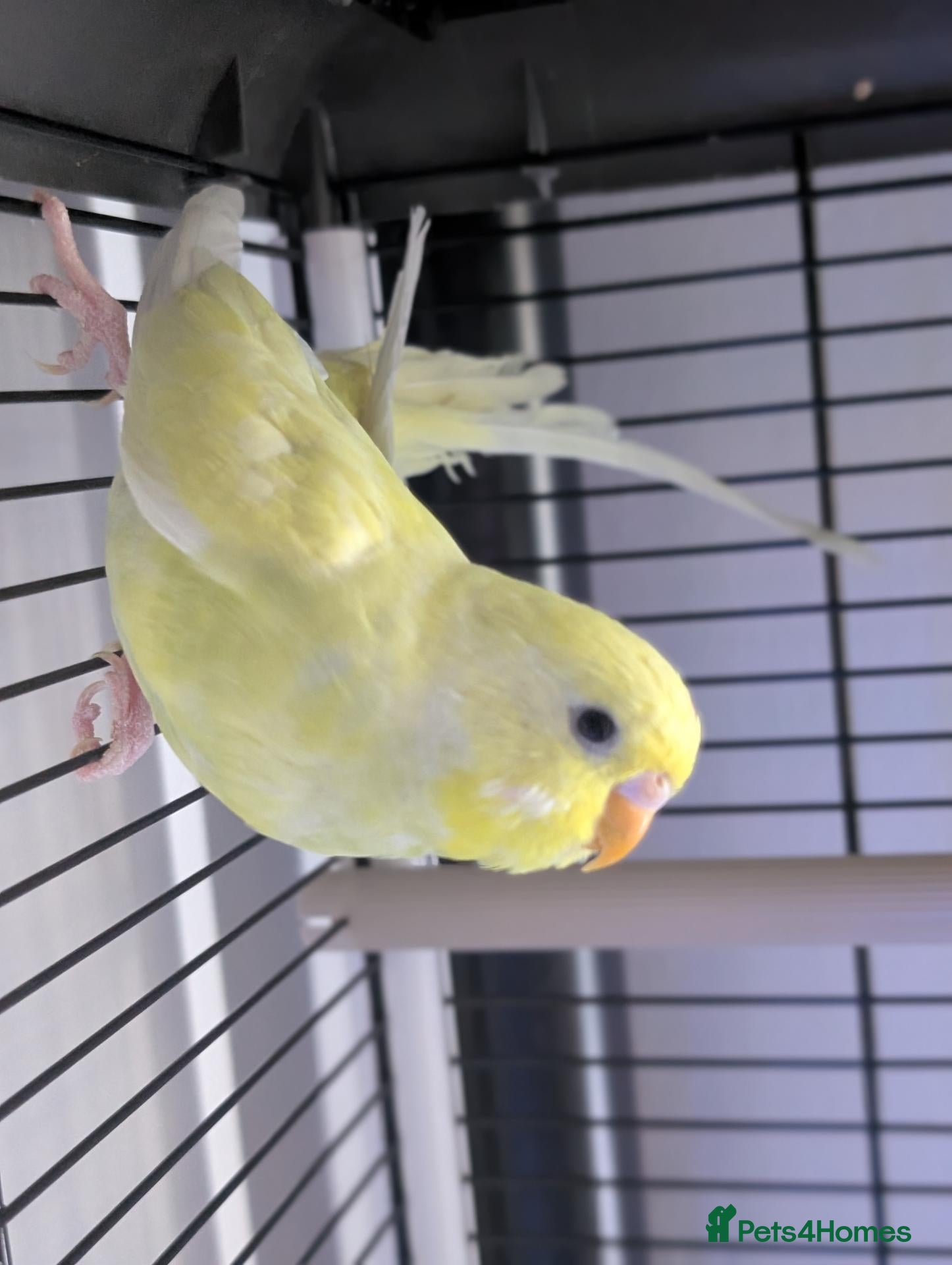 Budgerigars birds Three 8 month old budgies - Advert 1