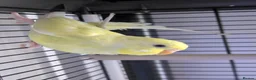 Budgerigars birds for sale: Three 8 month old budgies in Shipley - Advert 1