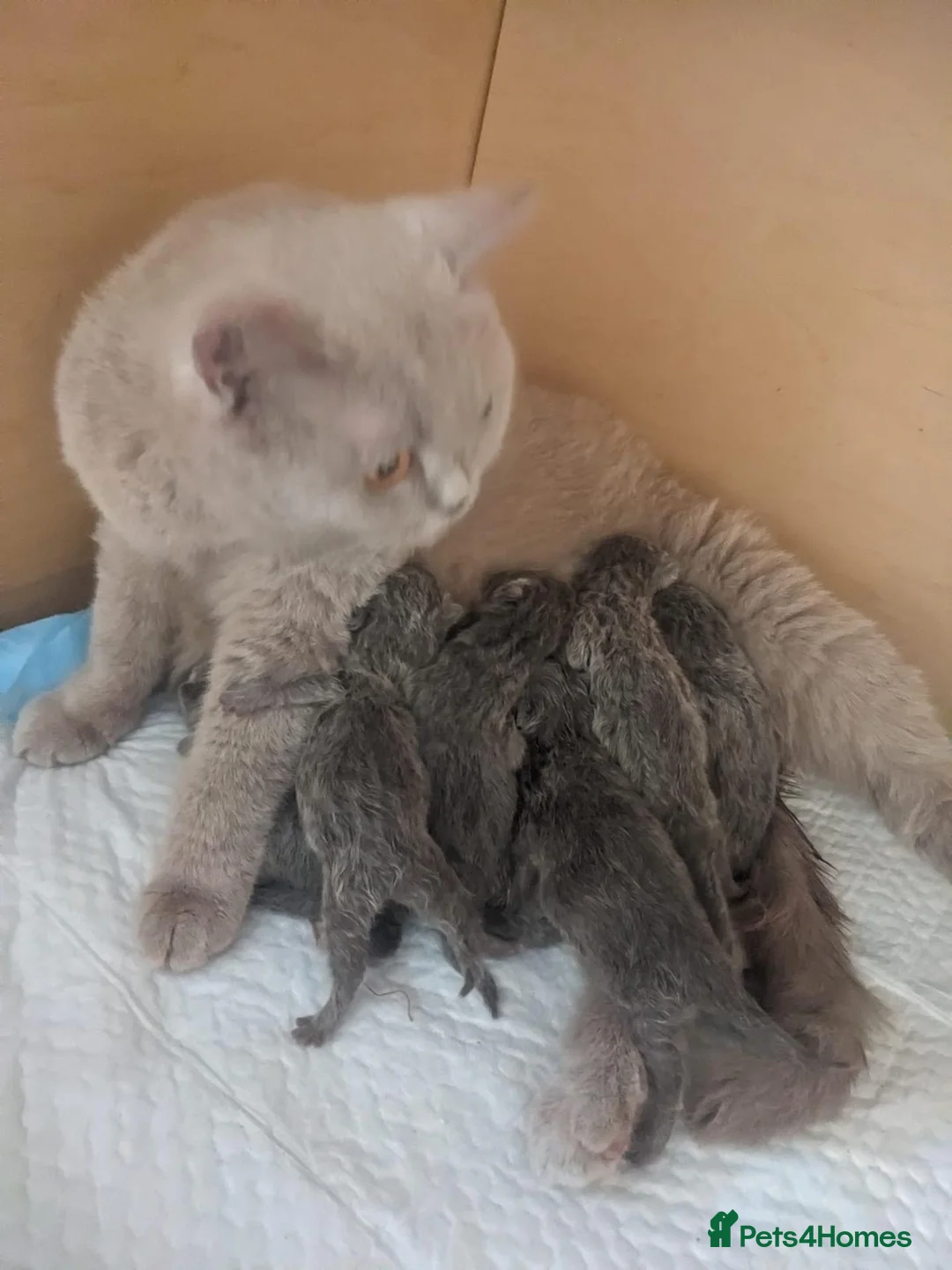British Shorthair cats for sale: Amazing British shorthaired kittens  - Advert 1