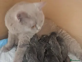 British Shorthair cats Amazing British shorthaired kittens - Advert 2