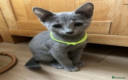 Russian Blue cats for sale: TICA REGISTERED Pure Breed Russian Blue Kittens - Image 11